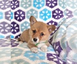Small #3 Pembroke Welsh Corgi