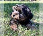 Small Photo #9 Yorkshire Terrier Puppy For Sale in DURHAM, CT, USA