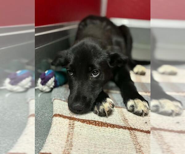Medium Photo #1 Labrador Retriever-Unknown Mix Puppy For Sale in Visalia, CA, USA