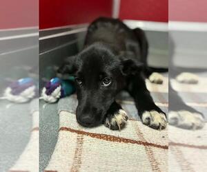 Labrador Retriever-Unknown Mix Dogs for adoption in Visalia, CA, USA