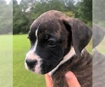 Small Photo #13 Boxer Puppy For Sale in CHESTERFIELD, SC, USA