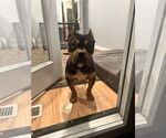 Small #3 American Pit Bull Terrier Mix