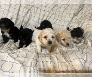 Cavapoo Puppy for Sale in BROOKVILLE, Indiana USA