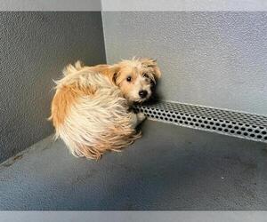 Mutt Dogs for adoption in Downey, CA, USA
