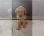 Small #3 Golden Retriever