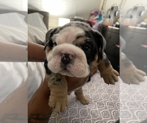 English Bulldog Puppy for Sale in SAN DIEGO, California USA