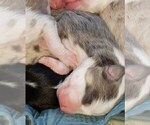 Small Photo #6 Australian Shepherd Puppy For Sale in HERNANDO, MS, USA
