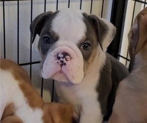 English Bulldog Puppy for sale in NORFOLK, VA, USA