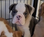 Small Photo #1 English Bulldog Puppy For Sale in NORFOLK, VA, USA