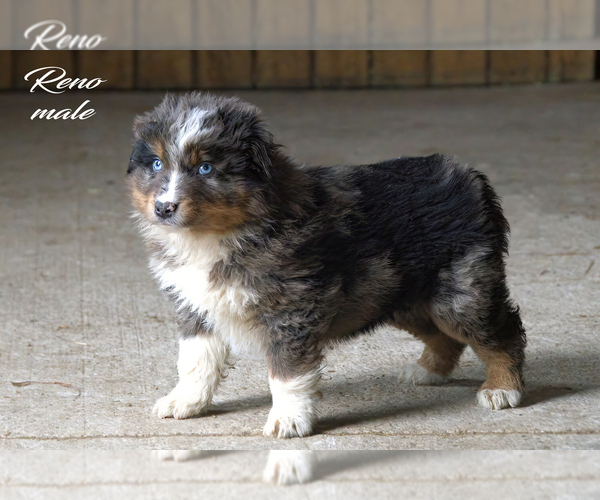 Medium Photo #4 Australian Shepherd Puppy For Sale in CLARE, MI, USA