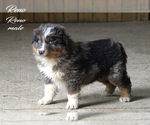 Small #3 Australian Shepherd