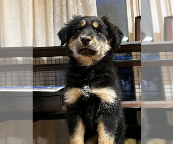 Medium Photo #4 Australian Shepherd Puppy For Sale in WOODSTOCK, IL, USA