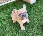 Small #4 French Bulldog