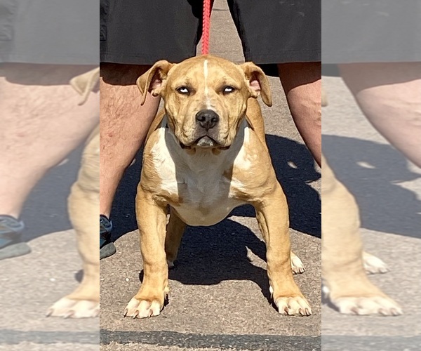 Medium Photo #1 American Bully-Staffordshire Bull Terrier Mix Puppy For Sale in BURKBURNETT, TX, USA