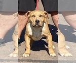 Small American Bully-Staffordshire Bull Terrier Mix