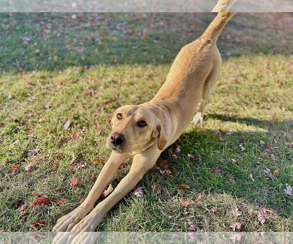 Medium Photo #5 Mutt Puppy For Sale in St. Louis Park, MN, USA