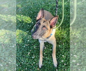 Mutt Dogs for adoption in Imlay City, MI, USA