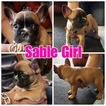 Small Photo #4 French Bulldog Puppy For Sale in MANTECA, CA, USA