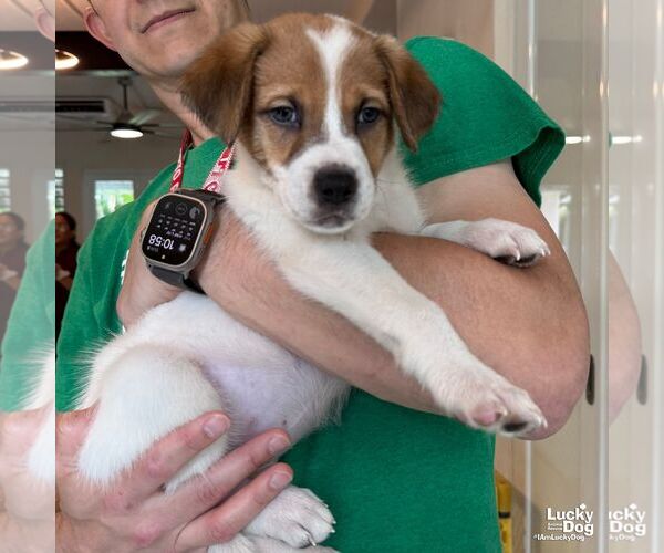 Medium Photo #3 Labrador Retriever-Unknown Mix Puppy For Sale in Washington, DC, USA