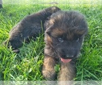 Small Photo #4 German Shepherd Dog Puppy For Sale in MILFORD, IN, USA