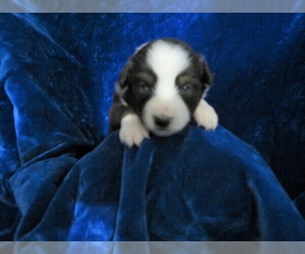 Medium Photo #2 Miniature Australian Shepherd Puppy For Sale in HARTVILLE, MO, USA