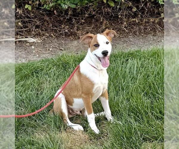 Medium Photo #15 Unknown-Whippet Mix Puppy For Sale in San Diego, CA, USA