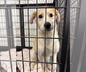 Gerberian Shepsky Dogs for adoption in GILBERTS, IL, USA
