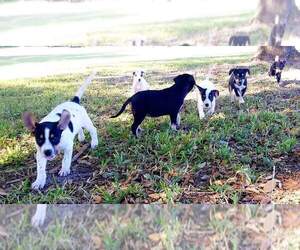 Catahoula Leopard Dog Puppy for sale in BRYAN, TX, USA
