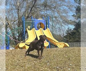 Lilah - Female Feist Terrier-Labrador Retriever Mix Dog for Adoption - Photo #5