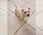 Small Photo #4 West Highland White Terrier Puppy For Sale in HAM LAKE, MN, USA
