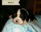 Small Photo #5 Cavalier King Charles Spaniel Puppy For Sale in HOHENWALD, TN, USA
