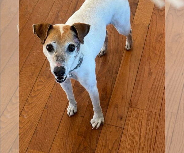 Medium Photo #3 Jack Russell Terrier-Unknown Mix Puppy For Sale in Foristell, MO, USA