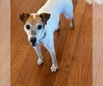 Small #2 Jack Russell Terrier Mix