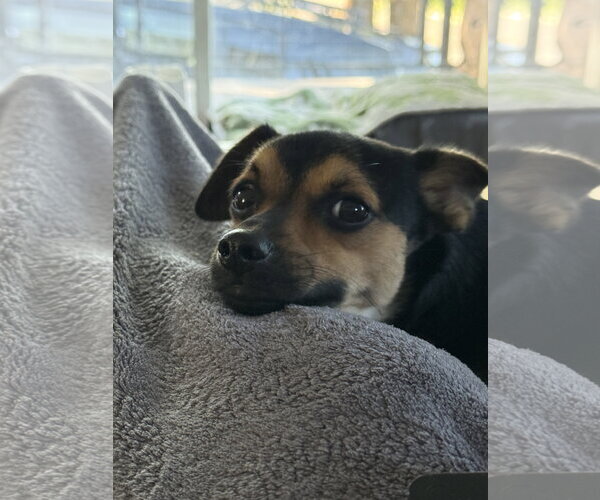 Medium Photo #4 Chihuahua Puppy For Sale in Sandy, UT, USA