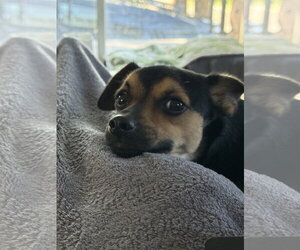 Guenther - Female Chihuahua Dog for Adoption - Photo #4