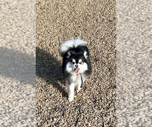 Father of the Pomsky puppies born on 04/28/2025