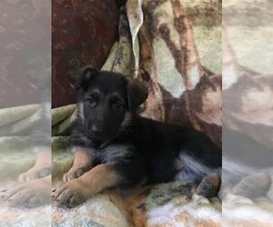 German Shepherd Dog Puppy for sale in NACOGDOCHES, TX, USA