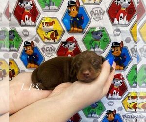 Dachshund Puppy for sale in WINNSBORO, LA, USA