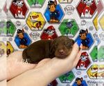 Small Dachshund