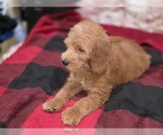Small #32 Goldendoodle