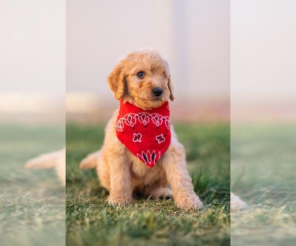 Medium Photo #2 Goldendoodle Puppy For Sale in COLORADO SPRINGS, CO, USA