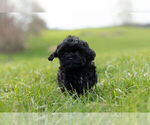 Small Photo #12 ShihPoo Puppy For Sale in WARSAW, IN, USA