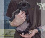 Small Photo #4 Border Collie-Unknown Mix Puppy For Sale in Huntley, IL, USA