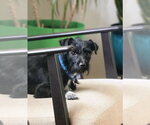 Small #5 Miniature Schnauzer Mix