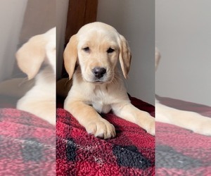 Golden Labrador-Poodle (Standard) Mix Puppy for sale in WEST GROVE, PA, USA