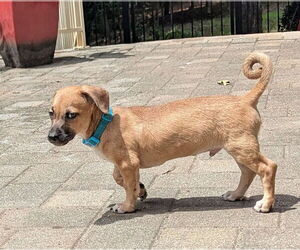 Chihuahua-Unknown Mix Dogs for adoption in Virginia Beach, VA, USA