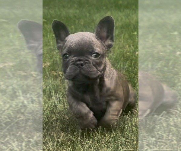 Medium Photo #38 French Bulldog Puppy For Sale in SUSSEX, WI, USA
