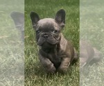 Small Photo #38 French Bulldog Puppy For Sale in SUSSEX, WI, USA
