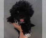 Small Photo #4 Maltese-Shih-Poo Mix Puppy For Sale in ARLINGTON, VA, USA