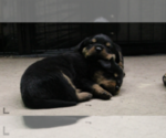 Small Photo #10 Rottweiler Puppy For Sale in ROSEBURG, OR, USA